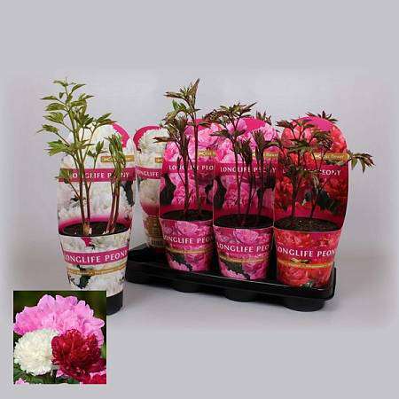 Pivoňky (Paeonia) mix barev v květináči – 55 cm