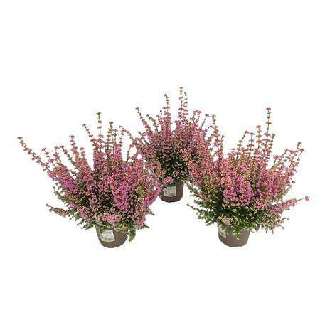 Růžový vřes Erica gracilis