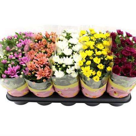 Chryzantéma mix barev