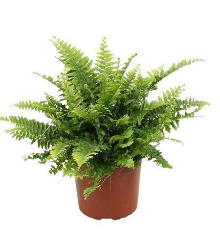 Ledviník (Nephrolepis)