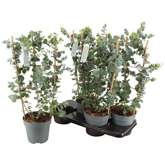 Eucalyptus Cinerea Silver Dollar 1