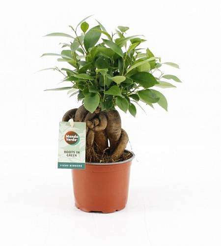 Ficus microcarpa Bonsai