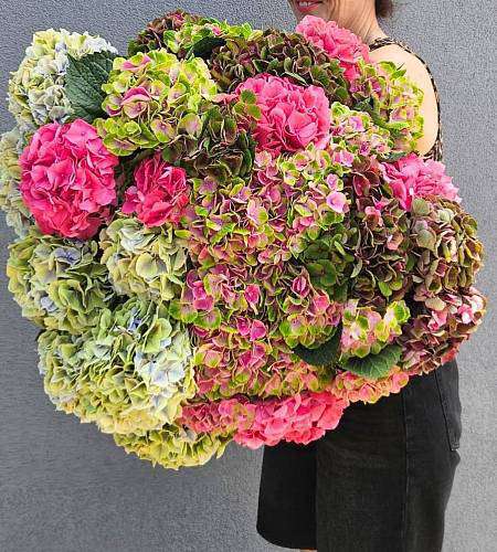Hydrangea mix