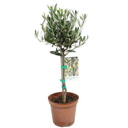 Olivovník evropský (Olea europaea)
