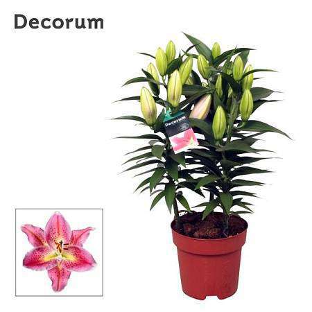 Lilies in a flowerpot