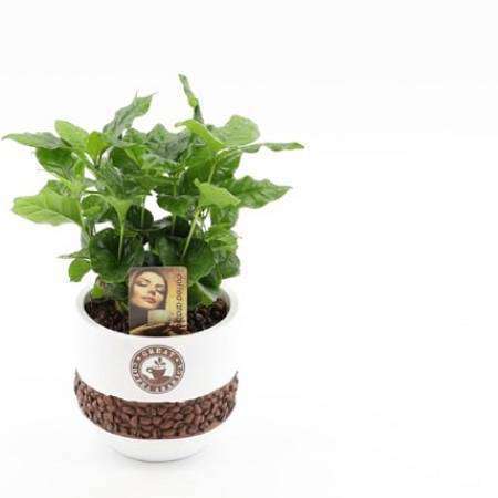 Kávovník (Coffea Arabica)