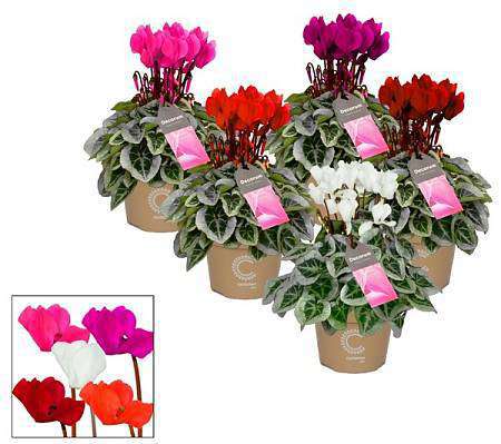 Cyclamen mix of colors