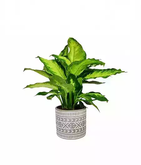 Difenbachia, Mramornatka in flowers