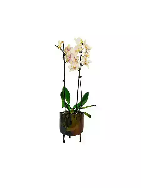 Orchid in a pot