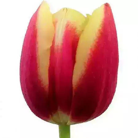 Tulipán Iren