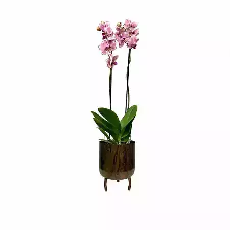 Орхидея в дизайнерском горшке