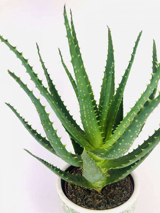 Aloe Arborescens 1