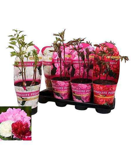 Пионы (Paeonia) микс цветов в горшке – 55 см