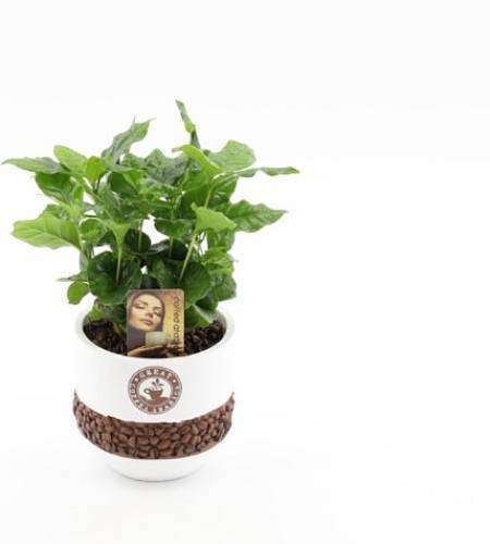 Kávovník (Coffea Arabica)