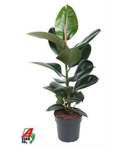 Ficus elastica Robusta