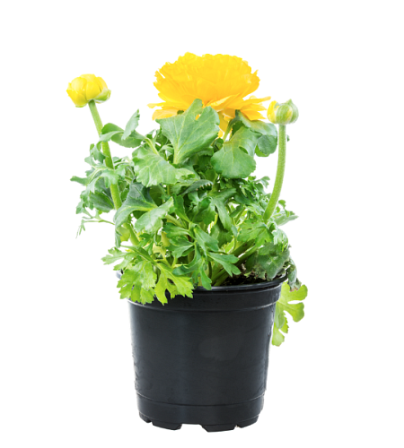 Ranunculus in a flowerpot