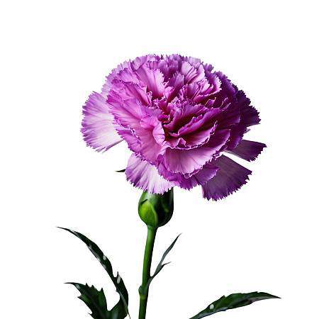 Фиолетовая Гвоздика