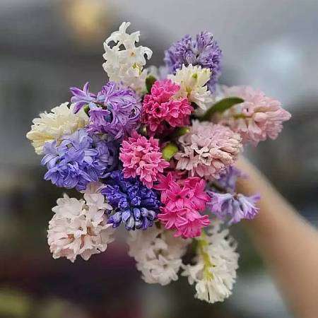 Hyacinthe
