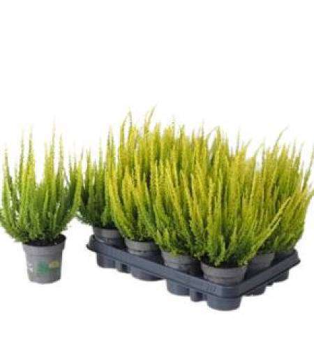 Green heather Calluna