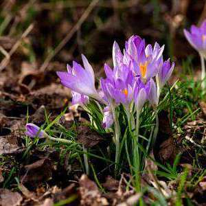 Krokus