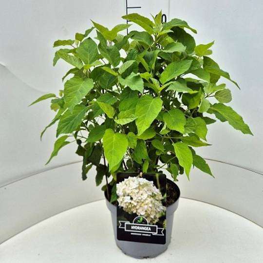 Hortenzie Latnatá XL 1