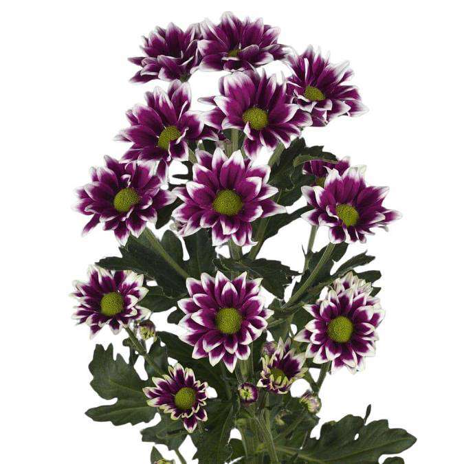 Purple Chrysanthemum cluster