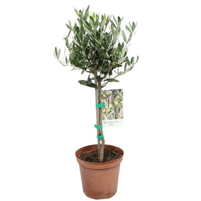 Olivovník evropský (Olea europaea)
