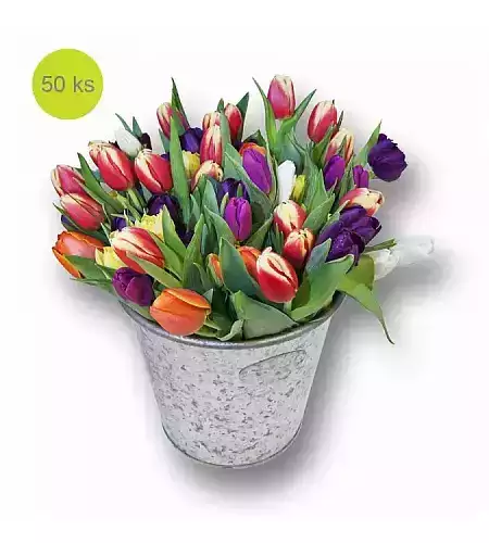 Mix 50 Tulipánů