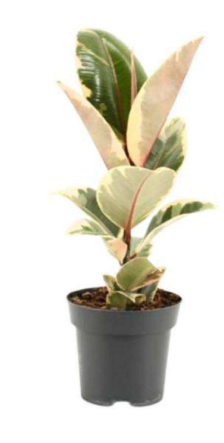 Ficus Elastica Tineke