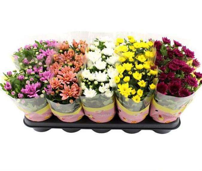 Chrysanthemum mix of colors