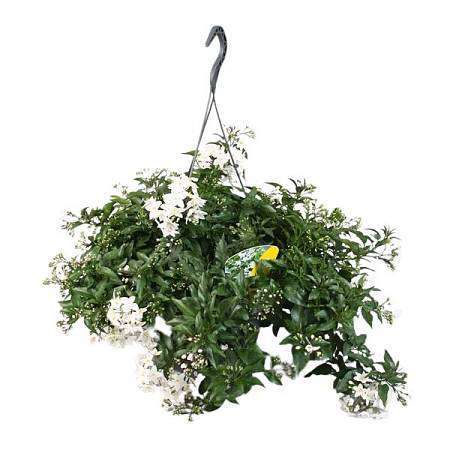 Solanum jasminoides 'Album'