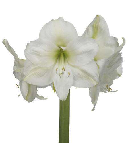 Amaryllis white Mont Blanc