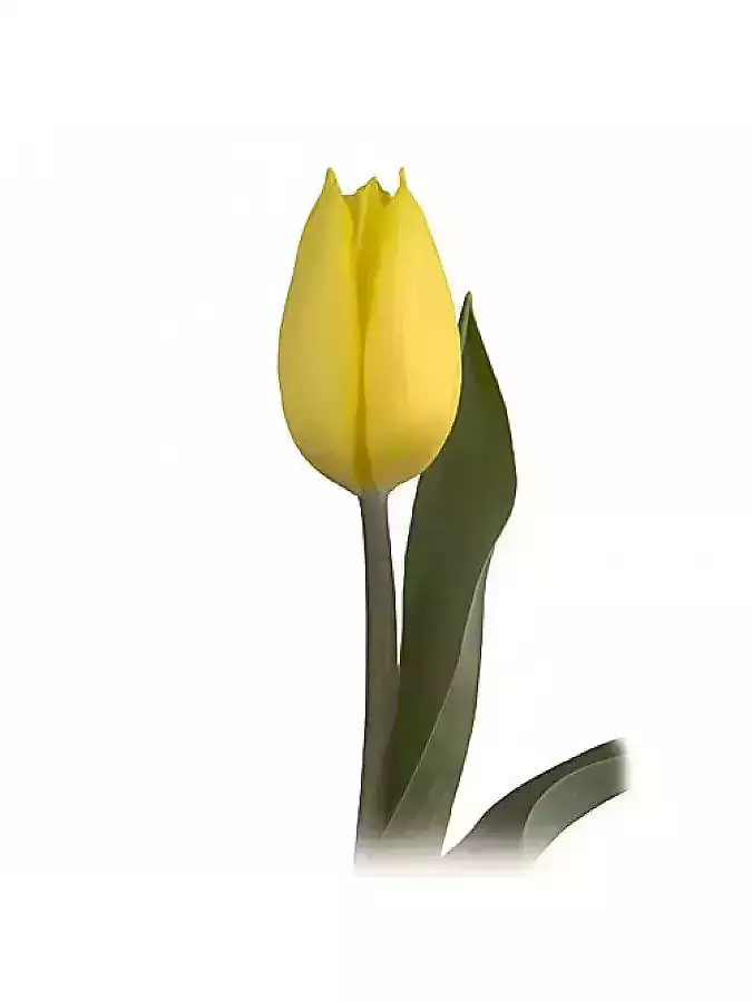Tulipán Gold