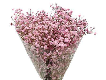 Růžový Nevěstin závoj