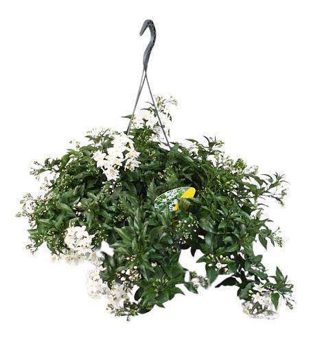 Solanum jasminoides 'Album'