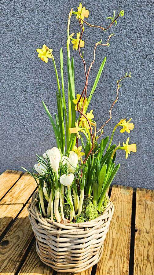 Весенний посаженный нарцисс