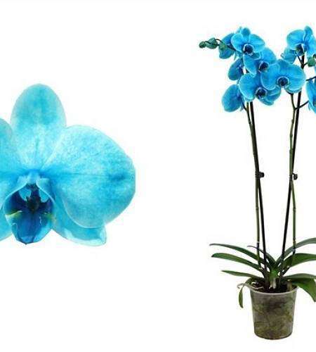 Phalaenopsis Royal Ocean Blue (70 cm)