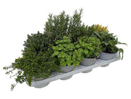 Bylinky – Herbs mix