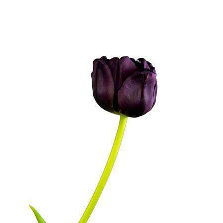Černý tulipán Nightshade