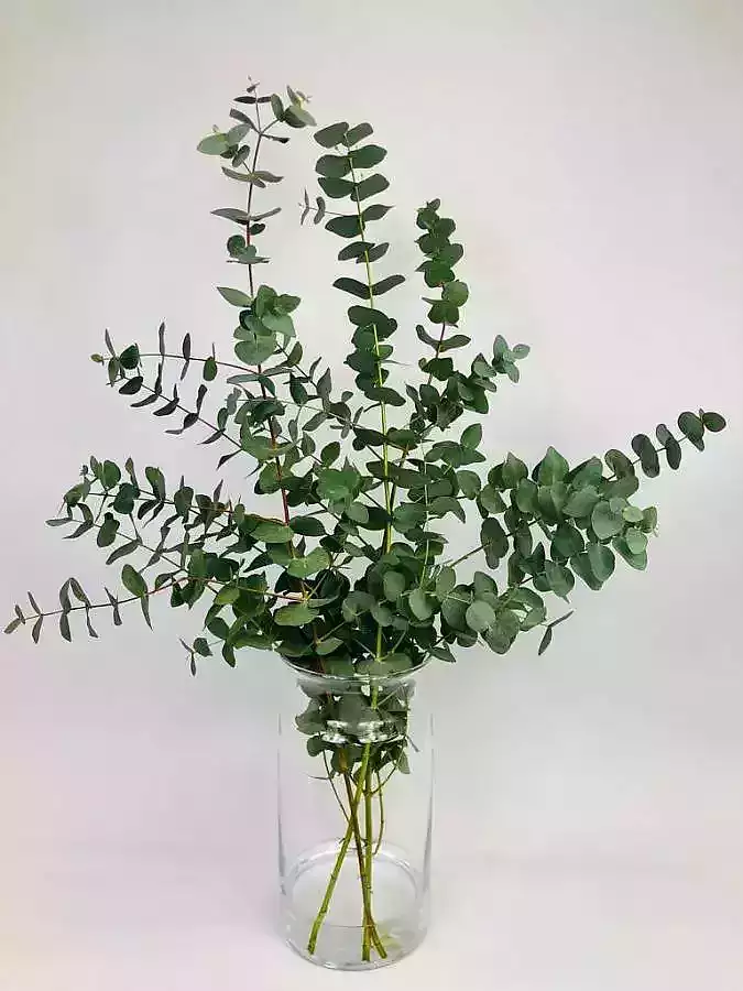 Eukalyptus - Cinerea