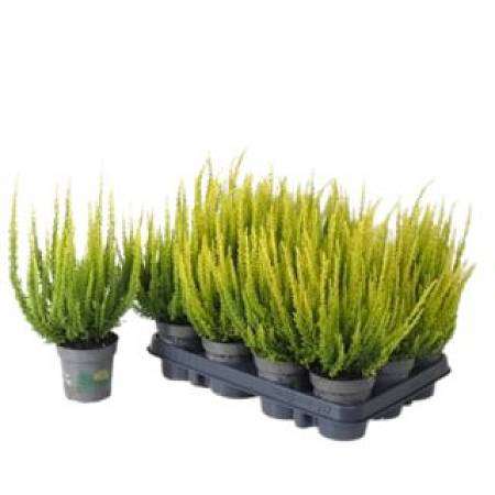 Green heather Calluna