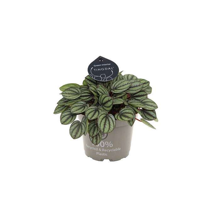 Peperomia albovittata Piccolo Banda