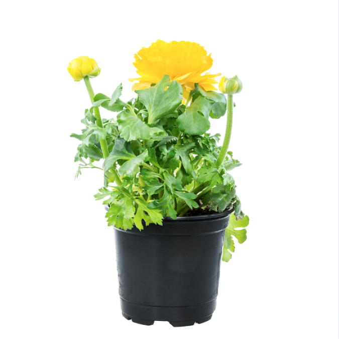 Ranunculus in a flowerpot