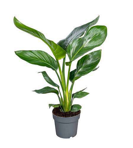 Стрелиция Николаи 14Ø 45 см