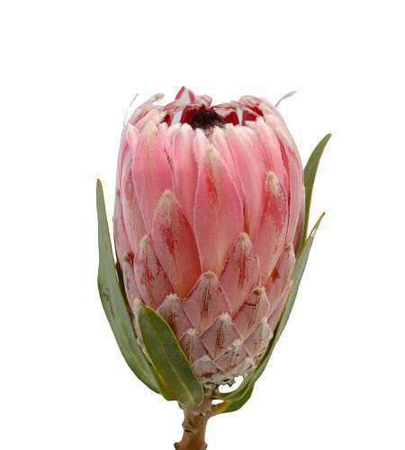 Protea Silvia