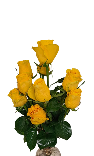 Yellow roses Rosa Brighton