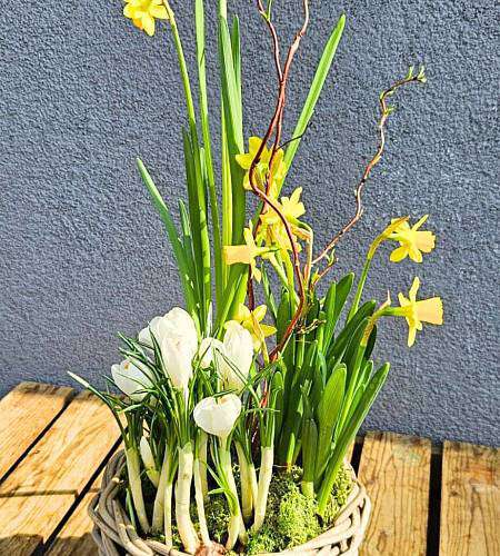 Весенний посаженный нарцисс