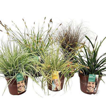 Carex ornamental grass mix