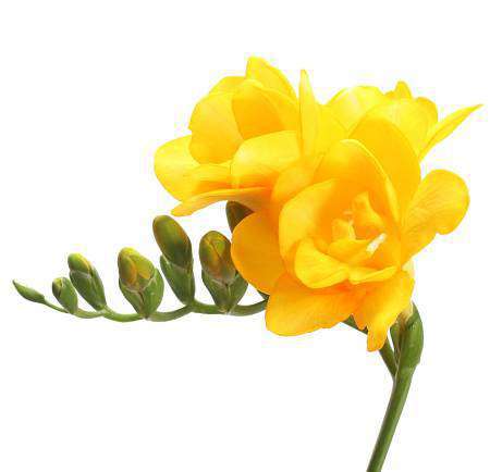 Yellow Freesia