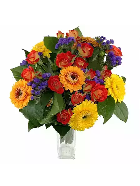 Rose in a storm Gerber